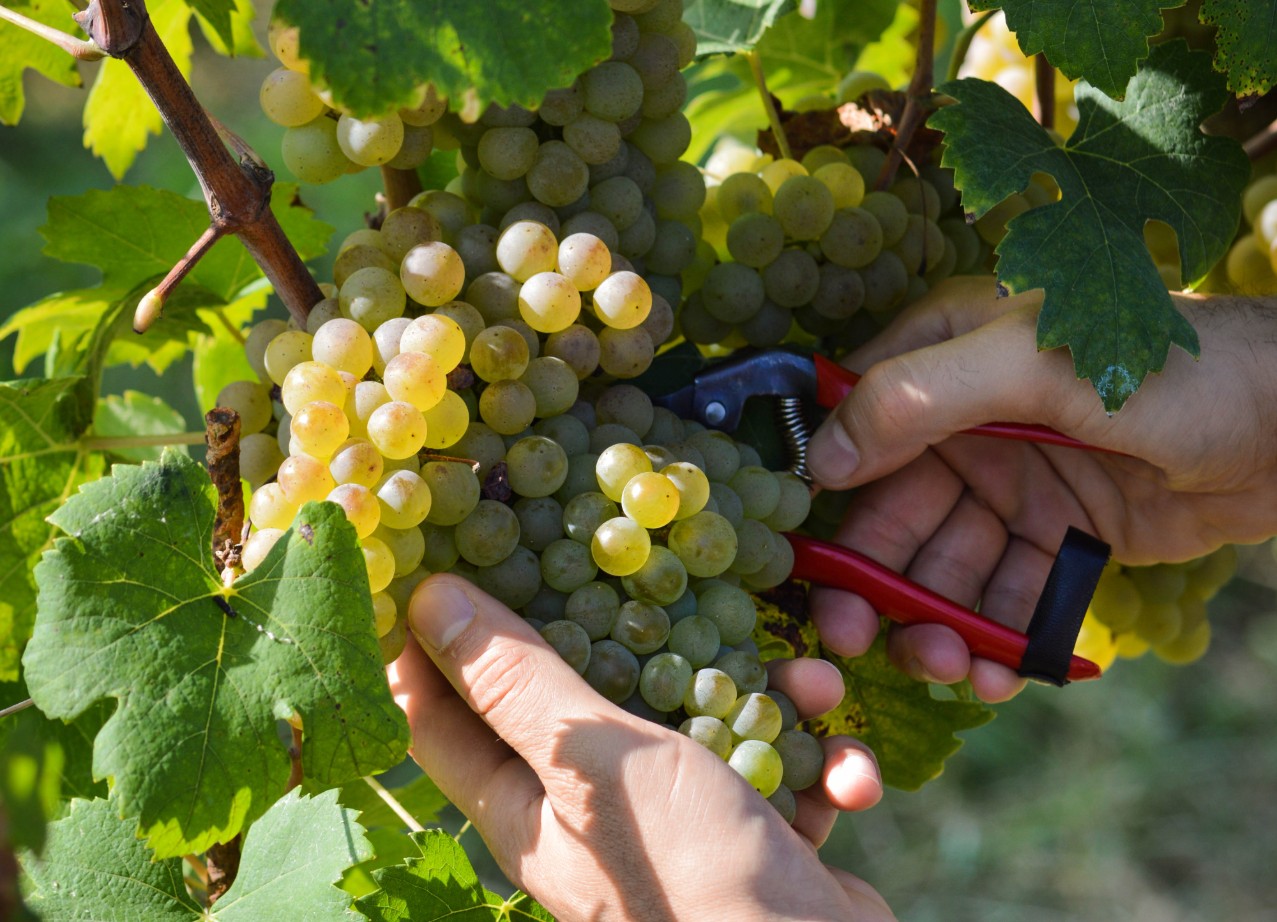 Perch La Vendemmia Sar Straordinaria