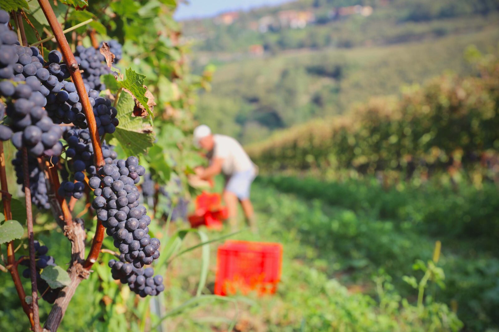 Come Sta Andando La Vendemmia