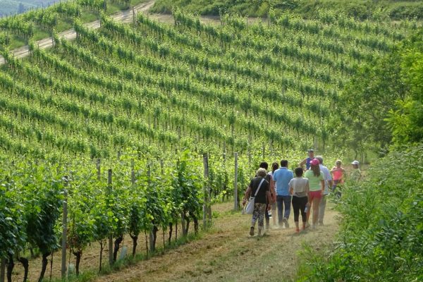 Tenuta Carretta | Vine trekking