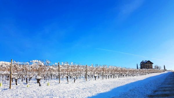 la neve fa male ai vigneti?